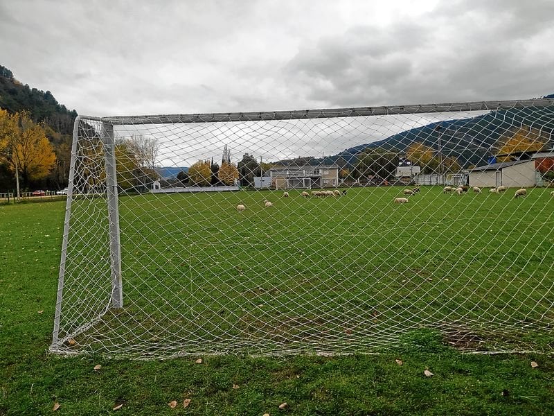 Ovejas pastando en el terreno de juego del campo de fútbol de Vilamartín.