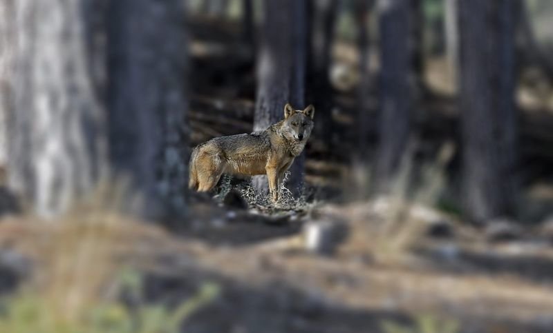Un ejemplar de lobo ibérico, entre los árboles de un bosque, atento a su alrededor.