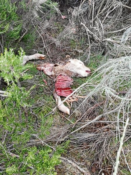 Ternera muerta por el lobo en una granja de Vilanova (A Veiga).