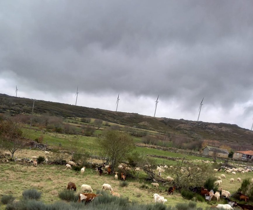 Un rebaño de ovejas ante varios aerogeneradores de un parque eólico de Chandrexa de Queixa.