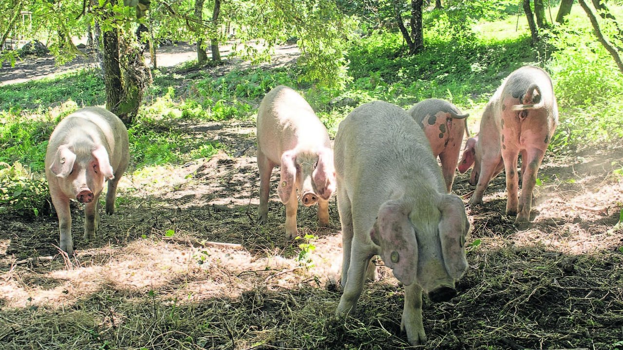 Explotación de porco celta en la aldea modelo de Osmo, en Cenlle (YERAY DIÉGUEZ).