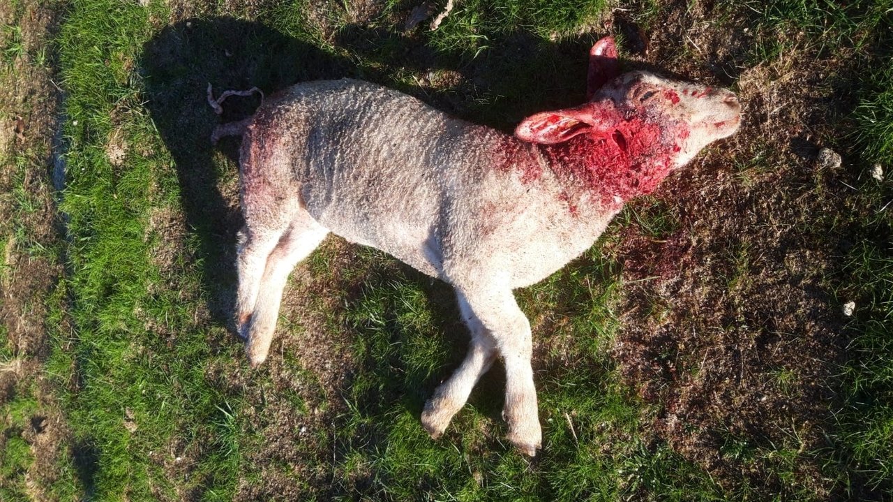 Una de las ovejas muertas por el ataque de perros en Loeda.