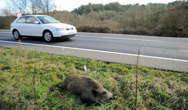 Un jabalí atropellado, en la cuneta de una carretera ourensana.