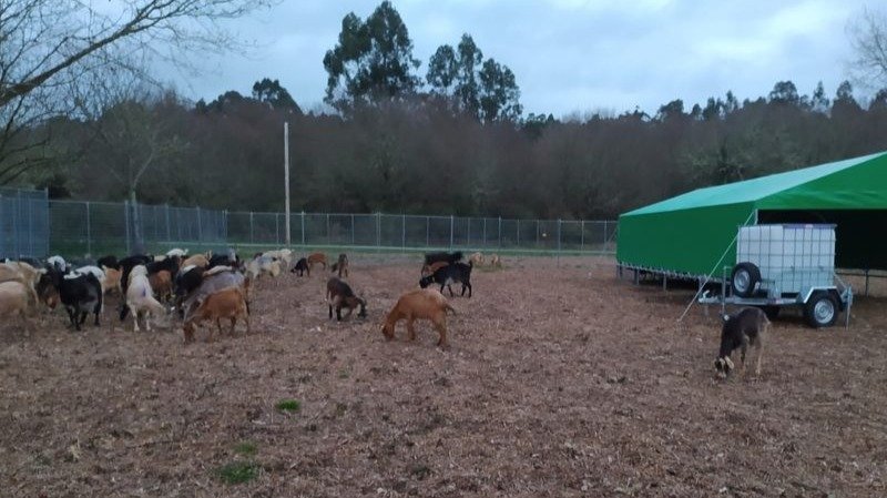 El rebaño de cabras pastando en la aldea modelo de Penedo, en Boborás.