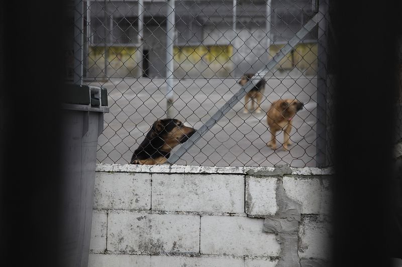 Algunos perros, en las instalaciones de Progape (MIGUEL ÁNGEL).