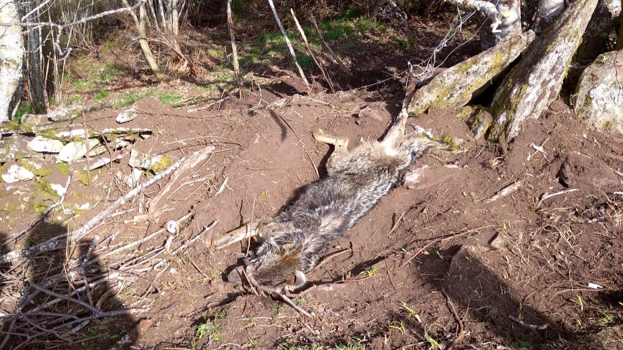 Cadáver de un lobo encontrado en Chandrexa de Queixa. (Twitter / @BrifLaza)