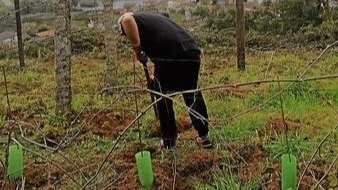 Un viticultor renueva las cepas de su viñedo en O Ribeiro.