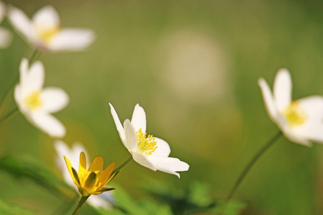 Las flores pueden ayudar a calmar la ansiedad y el estrés, según un estudio (PIXABAY)