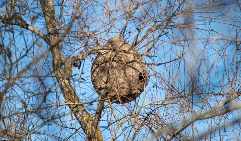 Un nido de la peligrosa especie invasora en la copa de un árbol.