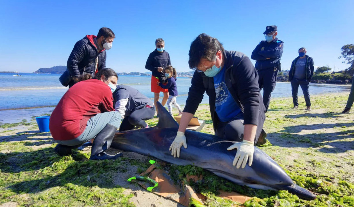 Un delfín vivo varado en las playas de Baiona //  A.D. /Valmiñor TV