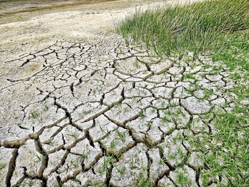 Zona de terreno dedicada a cultivos agrícolas afectada por la falta de agua.