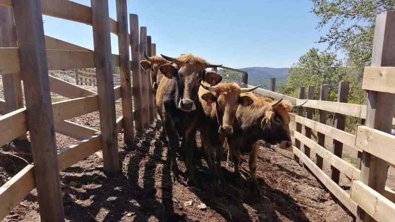 Las primeras vacas en las instalaciones construidas por Tragsa, en la aldea de Alvite.