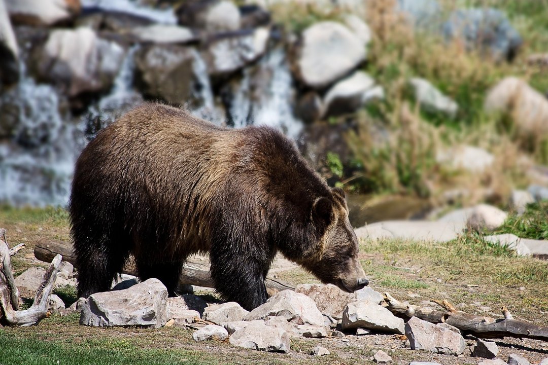 grizzly-bear-2788682_1280