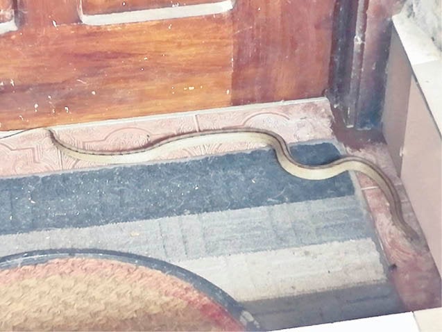 Serpientes en las casas de Vilar de Astrés