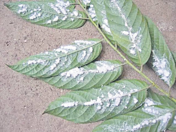 Una plaga en las hojas de una planta.