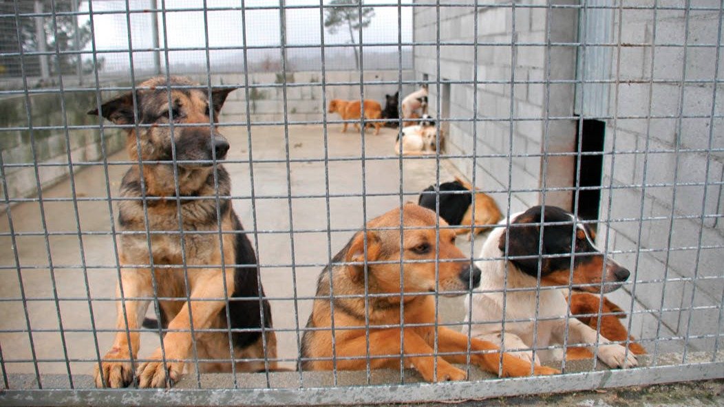 Las perreras de la provincia sufren las consencuencias de los abandonos (MARTIÑO PINAL).