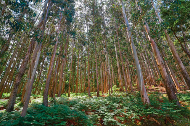 Plantación de eucaliptos en un monte de Galicia.