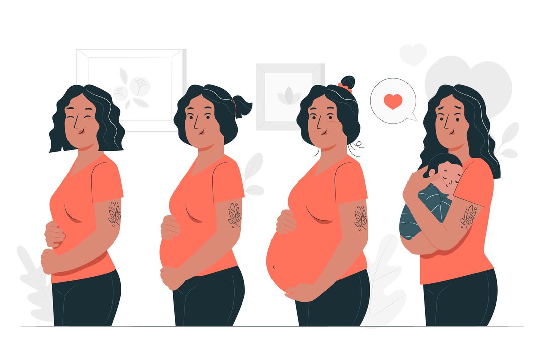 Ilustración que describe las fases del embarazo