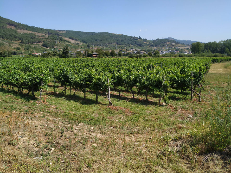 Terrenos dedicados al viñedo en Vilamartín de Valdeorras.