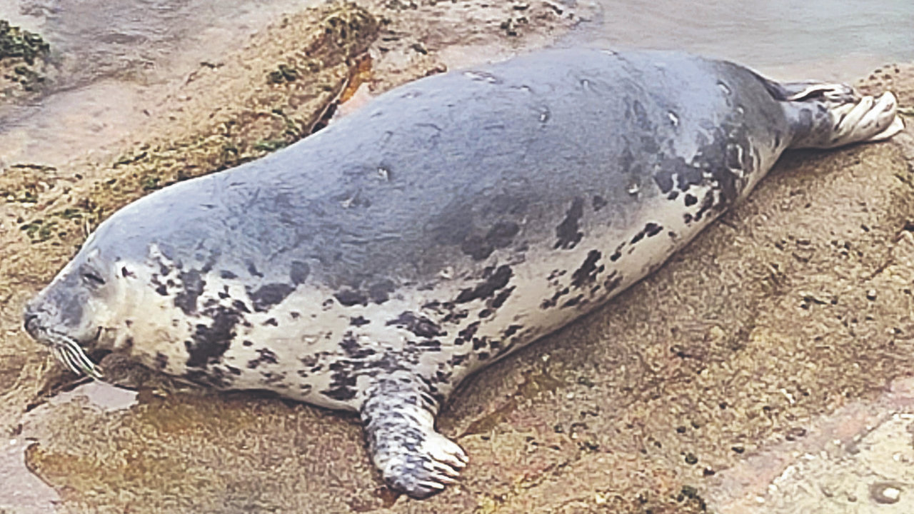 La foca Doqui en la playa de Canido, Vigo