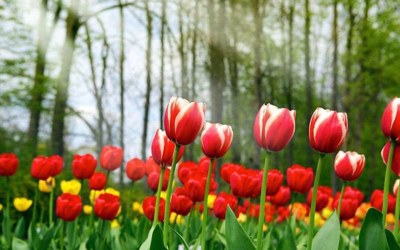 tulipanes_resultado