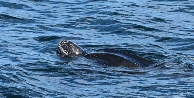 Una de las tortugas más grandes del mundo, avistada en aguas gallegas. // BDRI