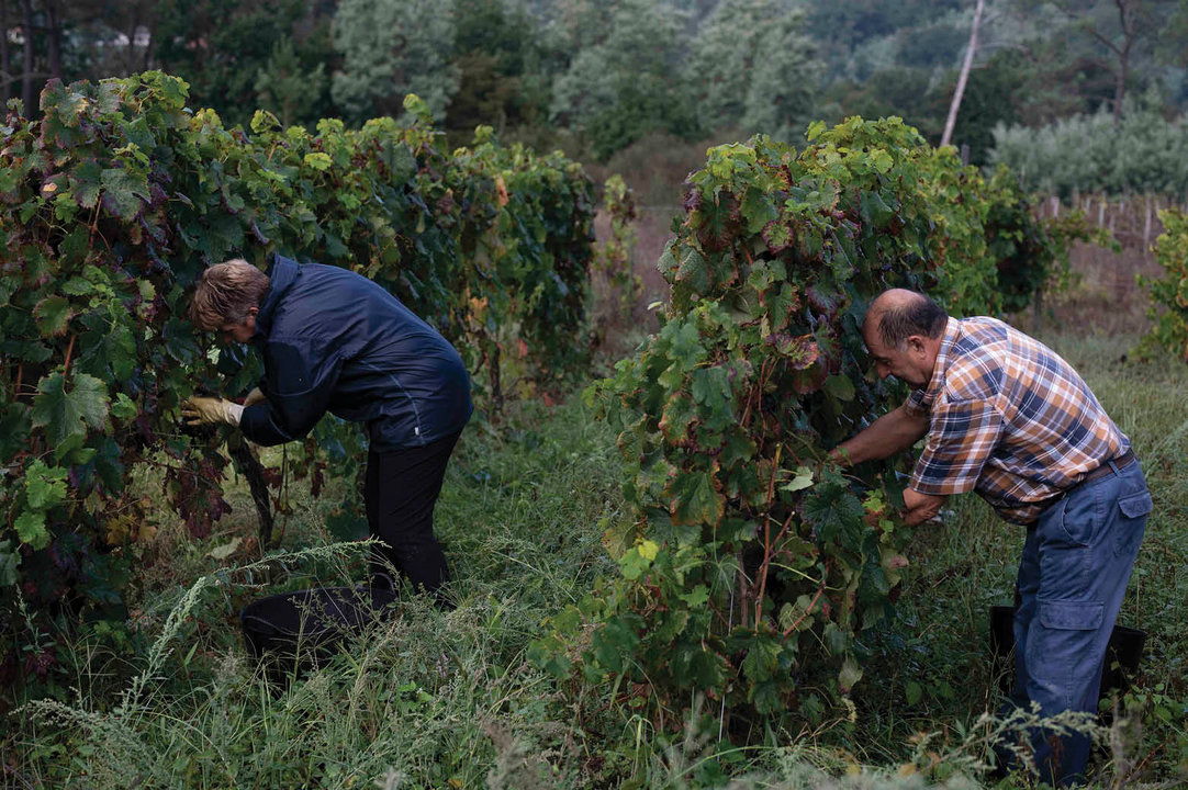 Viticultores vendimiando ayer en uno de los viñedos de O Ribeiro. (Martiño Pinal)