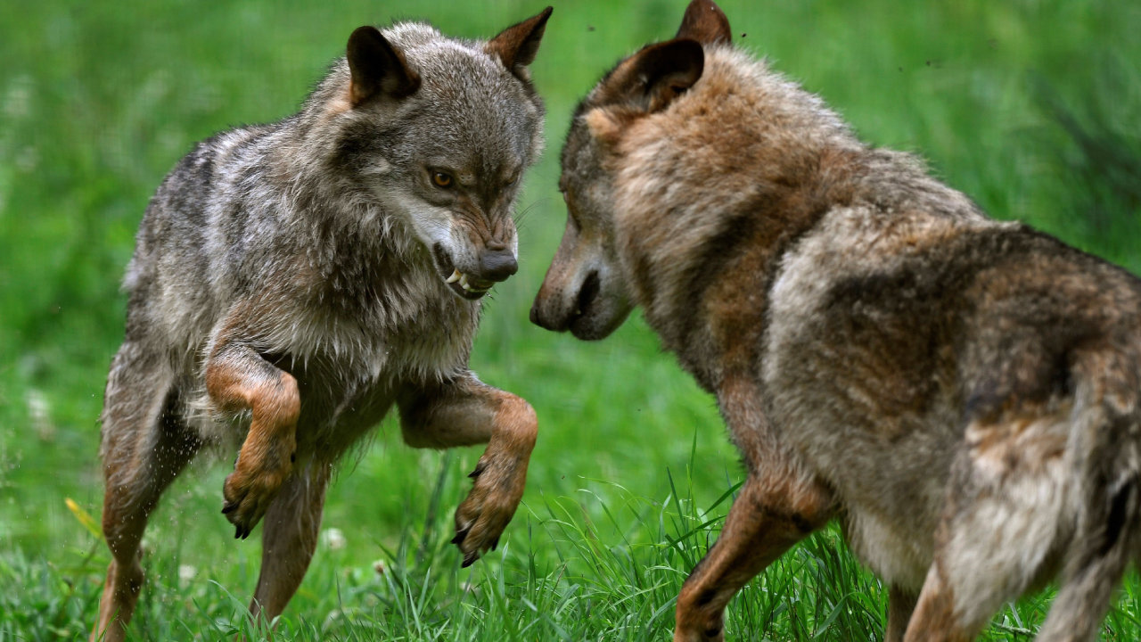 Dos lobos ibéricos, en una campa de Asturias.
