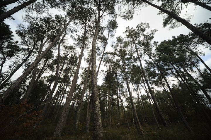 Bosque de pinos. (Archivo)