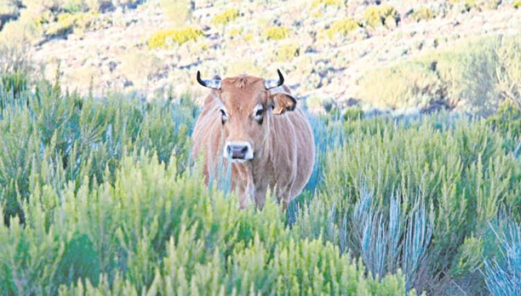 Una vaca, en los montes de Trevinca, en el concello ourensano de A Veiga.