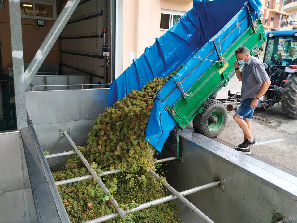 Descarga de uvas en la Cooperativa Valdeorras, durante esta vendimia.