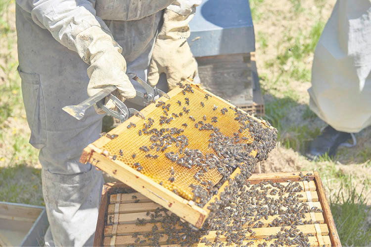 Panel con abejas de Melsacra.