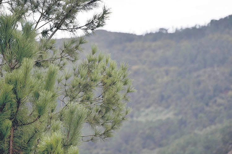 El pino representa la mitad de los árboles que hay en Ourense (MARTIÑO PINAL).