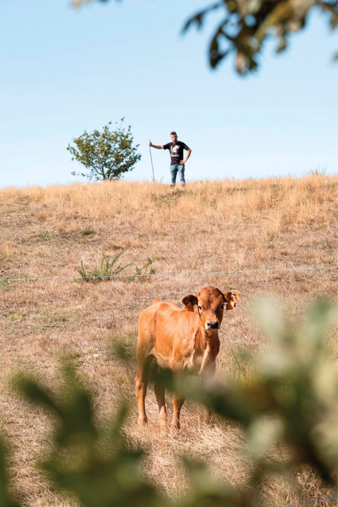 Miguel Gómez, ganadero de Maceda, observa a una de sus vacas a lo lejos.