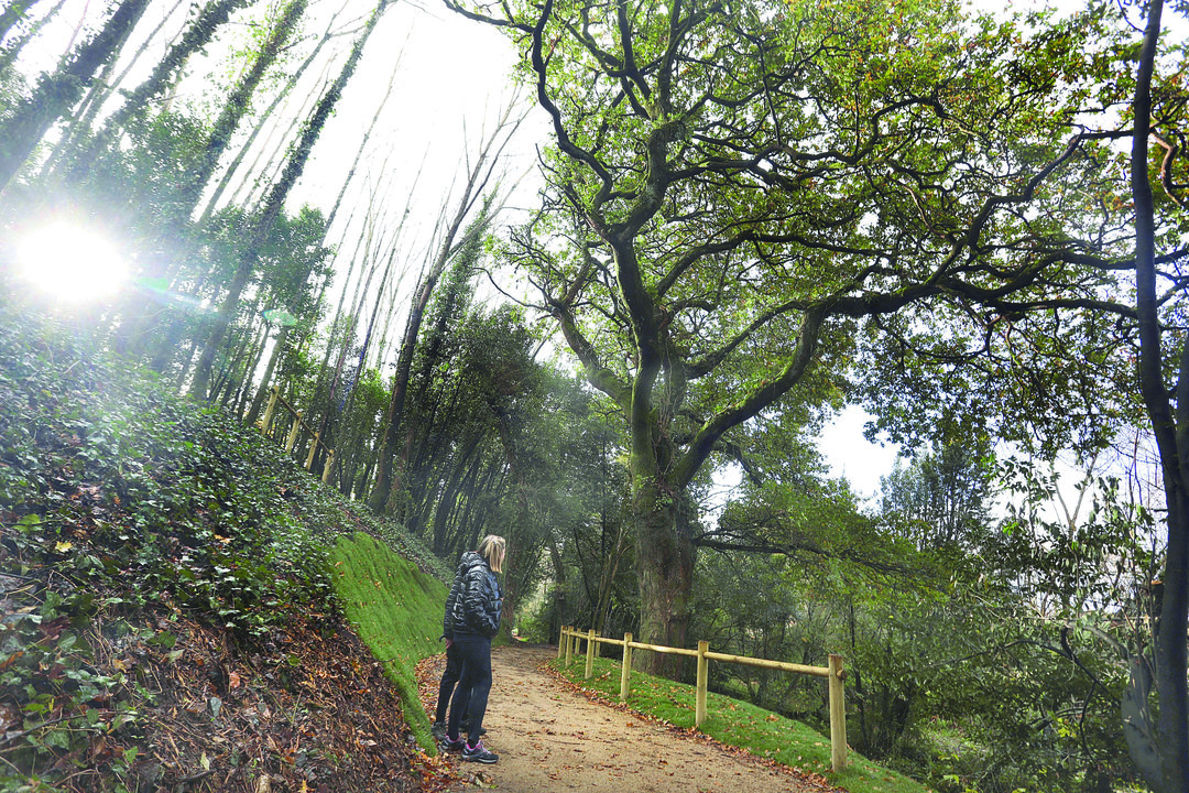 Dos personas observan el carballo de Conxo, designado árbol del año en España.
