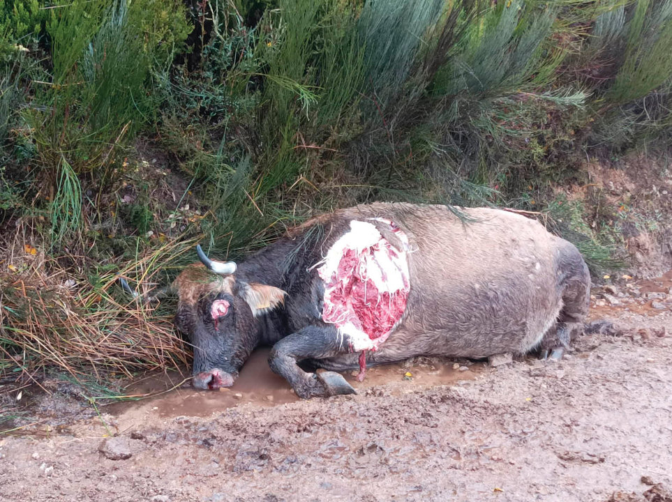 Una vaca muerta, mordida por los lobos en la sierra trivesa.
