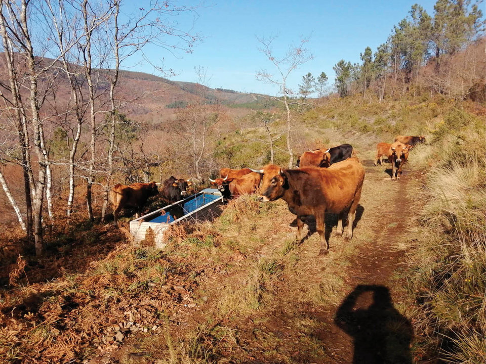 Las vacas de raza limiá, en el pastizal creado en el monte comunal de Alvite.