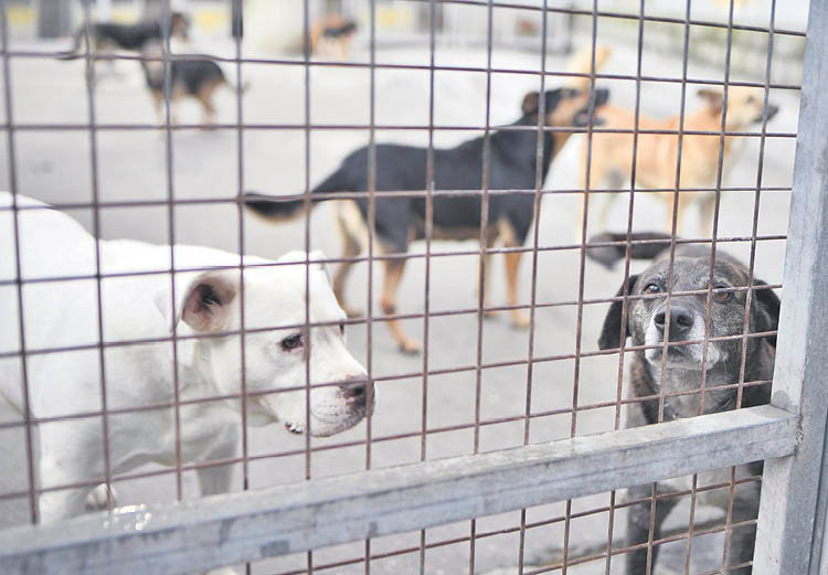 Perros abandonados que fueron recogidos y son custodiados por Progape en la perrera municipal.