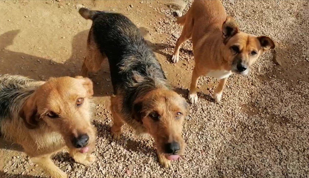 Varios perros en el refugio que atiende la protectora Peludines Callejeros de Valdeorras. (J.C.)