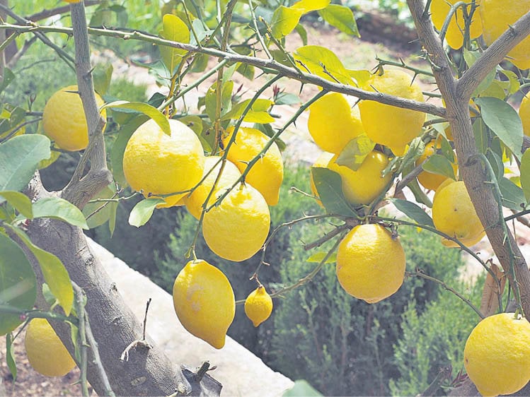 Unos preciosos limones colgando de la rama de un limonero.