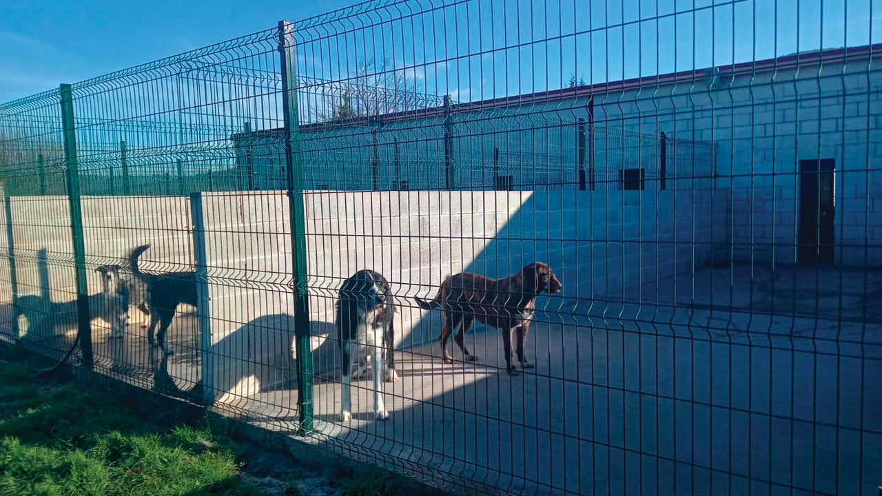 Algunos de los perros atendidos en el recinto de Muíños.