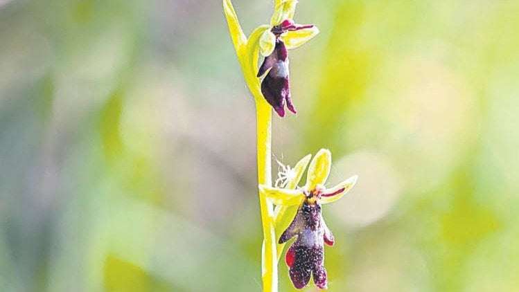 Ejemplar de una de las especies de orquídea, la mosca.