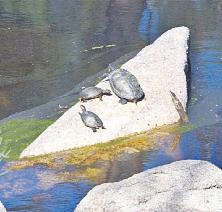 Tres tortugas en una de las rocas del área del embalse, en Cachamuíña (Pereiro).