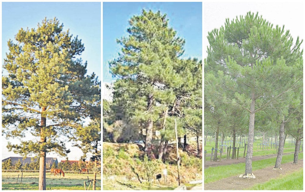 Pinus sylvestris, 
Pinus pinaster y 
Pinus pinea.