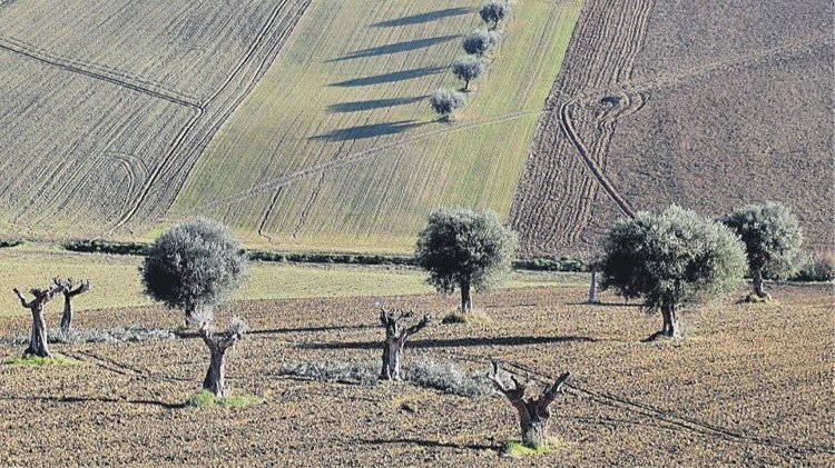 Un grupo de olivos en una campiña.