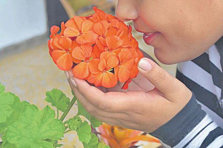 Una niña huele una hortensia cultivada en el jardín de su casa.