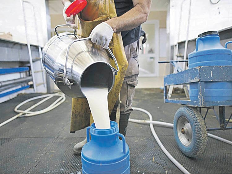 Un trabajador del sector lácteo almacena leche en un recipiente de plástico.