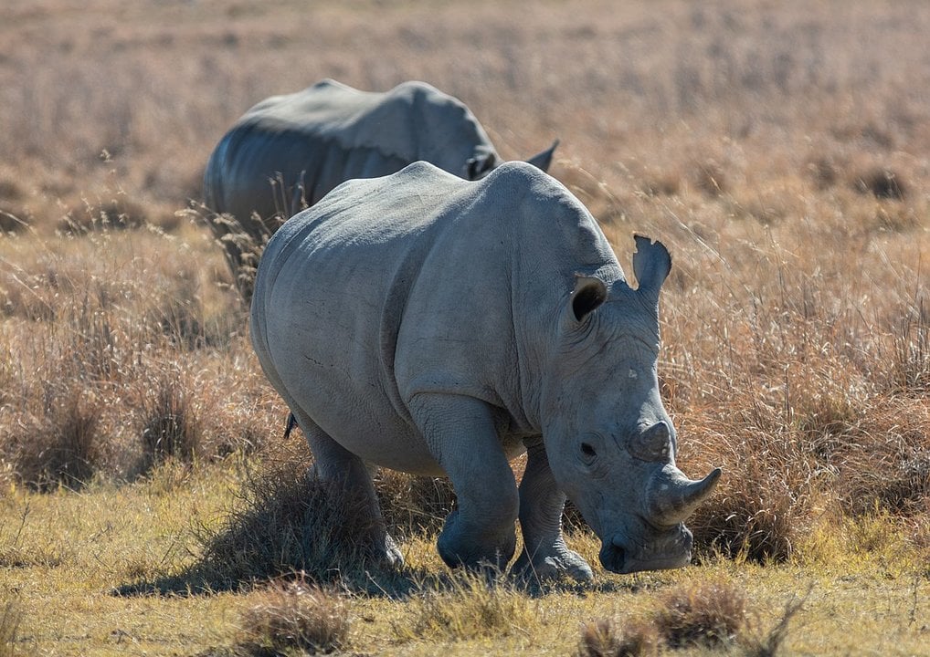 Rinocerontes blancos en libertad (Wikimedia Commons).