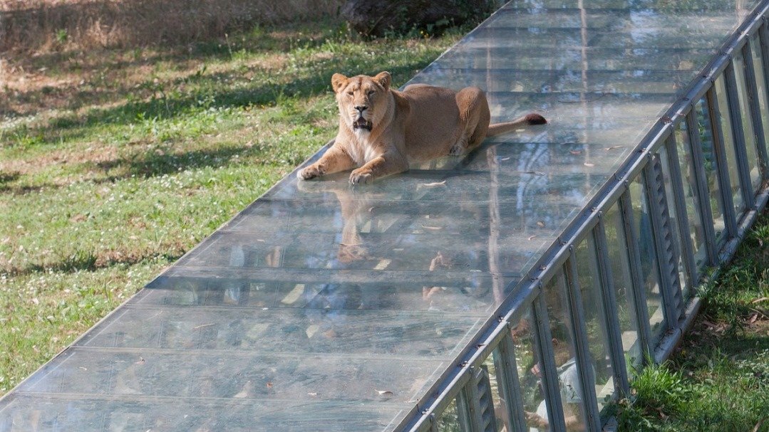 El león, sobre el pasillo en el que pasan los visitantes (ZOO SANTO INÁCIO).