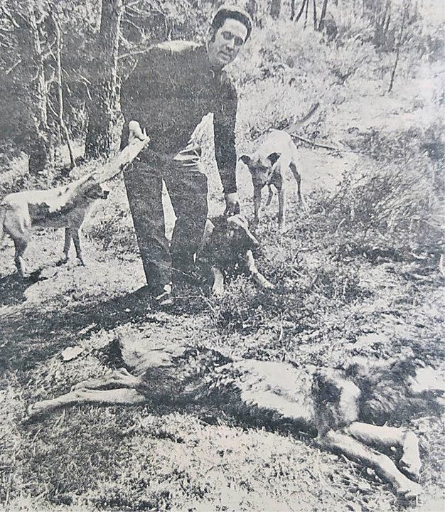 Luis Toubes, ante el cadáver del lobo.
